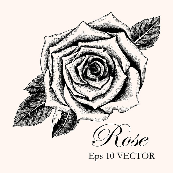 Vector illustration of hand drawn rose with leaves - ベクター画像