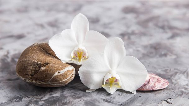 Witte orchidee bloemen naast zee stenen en schelpen op een grijze achtergrond - spa-behandelingen en ontspanning concept - Foto, afbeelding