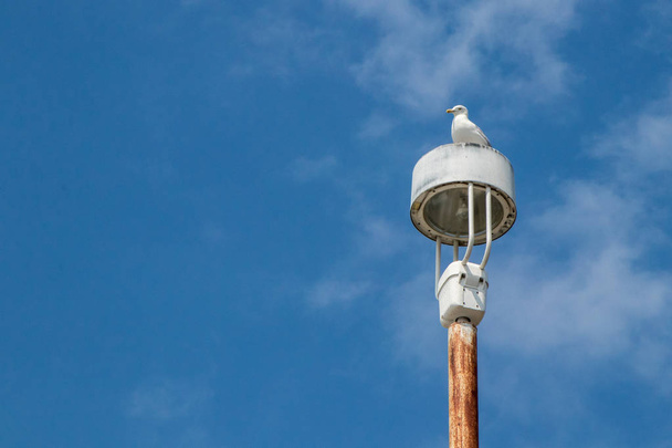 Чайка на пост на день Синє небо - Фото, зображення