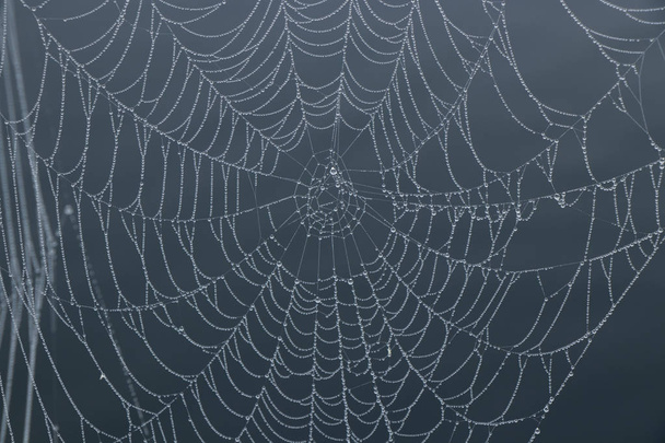 Складний павутинний
 - Фото, зображення