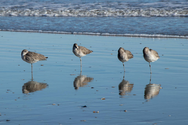 Uccelli marini in piedi su una gamba sulla riva
 - Foto, immagini