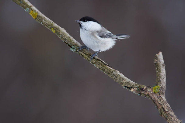 Willow tit (Poecile montanus) sits on a branch covered with lichen in a forest park on a cloudy day. - 写真・画像