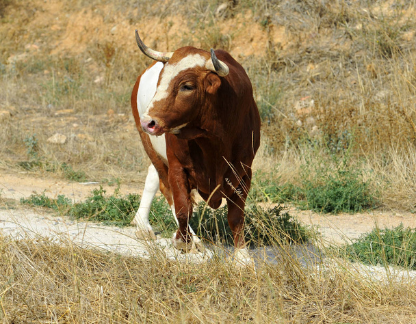 toro en España con cuernos grandes
 - Foto, imagen