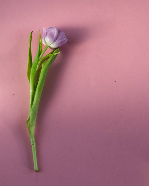 tulipe parfaite pour la journée internationale des femmes
 - Photo, image