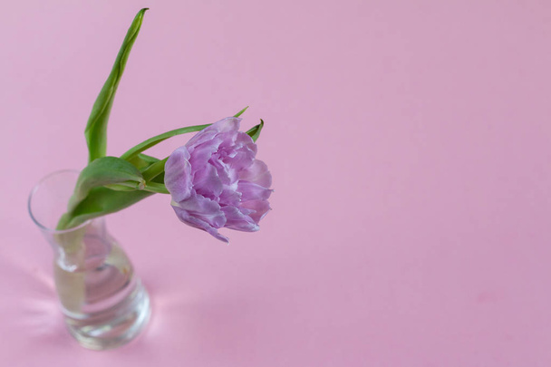 tulipán perfecto para el día internacional de la mujer
 - Foto, imagen