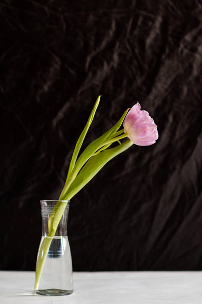 tulipán perfecto para el día internacional de la mujer
 - Foto, imagen
