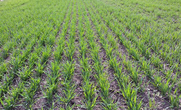 Хорошие зерновые культуры озимой пшеницы на весеннем поле
 - Фото, изображение