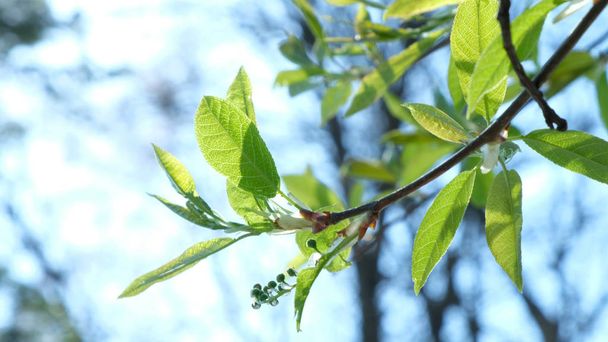 Kvetoucí zelené listy stromu třešně ptačí na pozadí slunečního světla, kvetoucí rostliny na jaře zblízka - Fotografie, Obrázek
