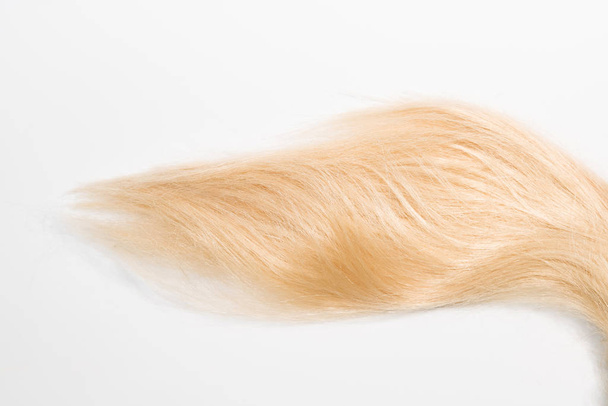 Beyaz arka plan üzerinde izole sarışın doğal saç uzatma. Kırpma yama, kopya alanı - Fotoğraf, Görsel