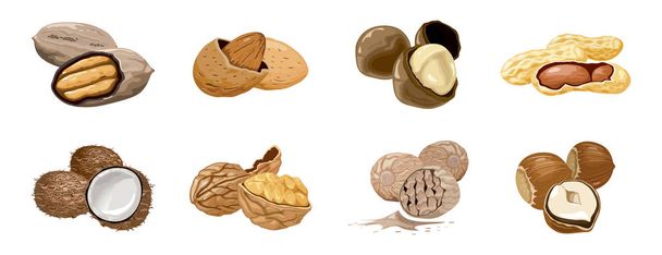 Vector set icons nuts. Walnut, coconut, nutmeg, hazelnut, pecan, almond, peanut, macadamia. Nutrition and agriculture. - Vector, Image