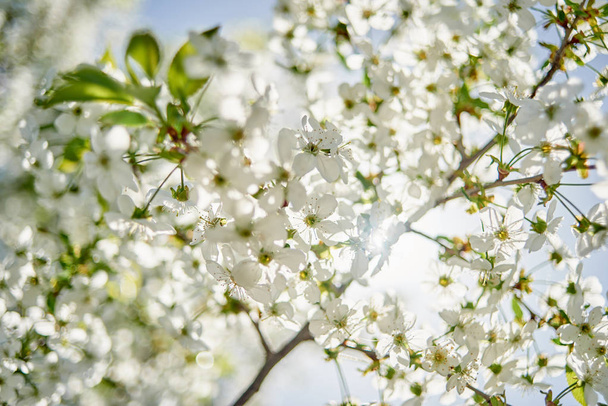 Branches of spring blossoming tree, copy space. Apple tree with beautiful white flowers. Nature and springtime background, free space - Фото, зображення
