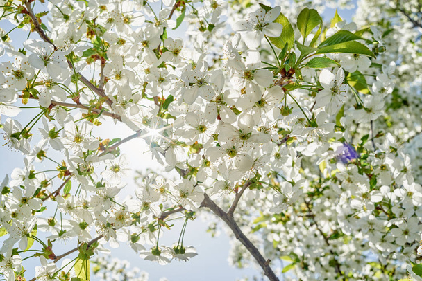 Branches of spring blossoming tree on blue sky background, copy space. Cherry tree with beautiful white flowers. Nature and springtime background, free space - Фото, зображення