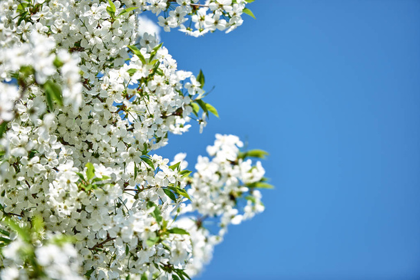 Branches of spring blossoming tree on blue sky background, copy space. Cherry tree with beautiful white flowers. Nature and springtime background, free space - Foto, Imagem