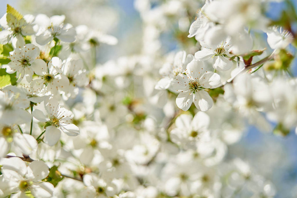 Branches of spring blossoming tree, copy space. Apple tree with beautiful white flowers. Nature and springtime background, free space - Фото, зображення