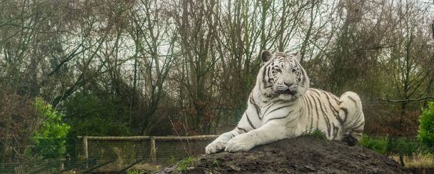 砂の山の上に横たわる白い虎、腹虎の顔料の色の変化、インドからの絶滅危惧動物 - 写真・画像