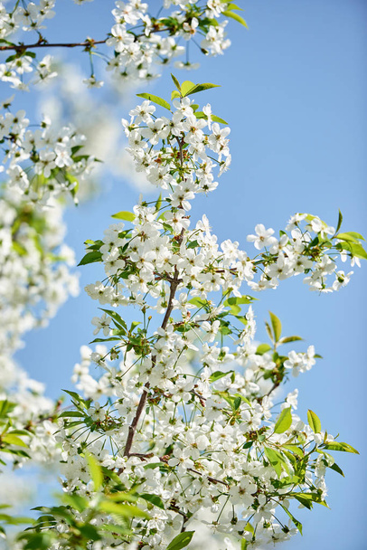 Branches of spring blossoming tree on blue sky background, copy space. Cherry tree with beautiful white flowers. Nature and springtime background, free space - Фото, зображення