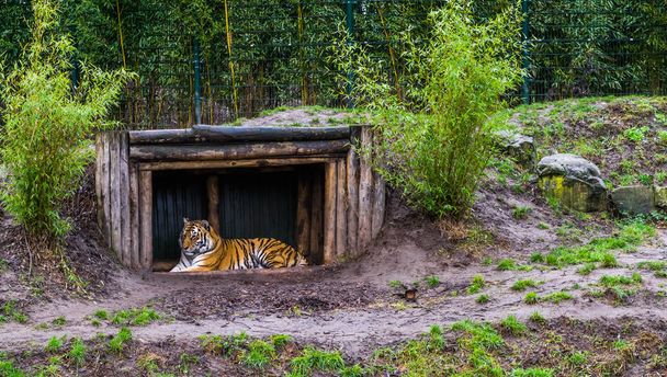 Siberian tiger laying in a tree hut, Endangered animal from Russia - Photo, Image