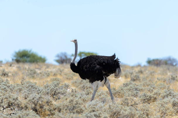 Дикий страус гуляет по африканской саванне
 - Фото, изображение