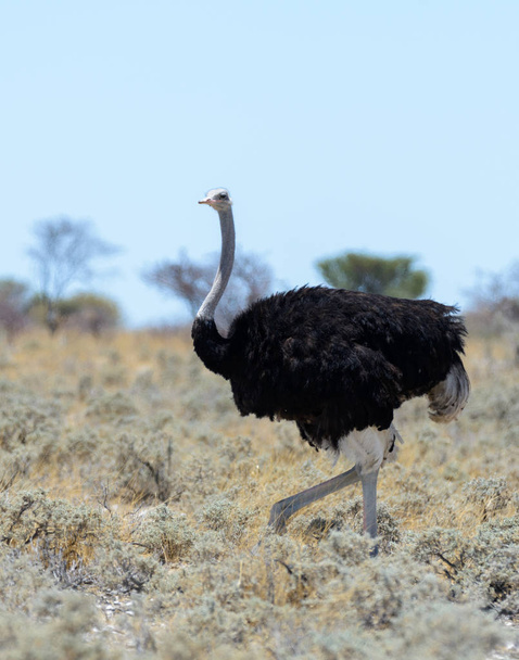 Wild ostrich walking in the African savannah - Фото, зображення