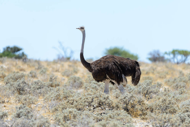 Wild struisvogel wandelen in de Afrikaanse savanne - Foto, afbeelding