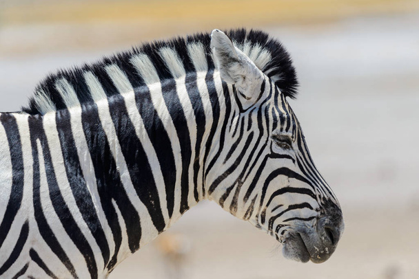 Zebra's head close up - Foto, Imagem