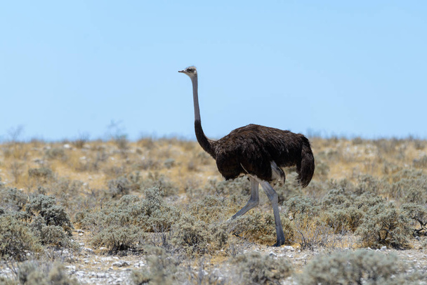 Wild struisvogel wandelen in de Afrikaanse savanne - Foto, afbeelding