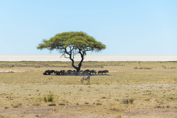 Stádo divokých gnu pod stromem v africké savaně - Fotografie, Obrázek