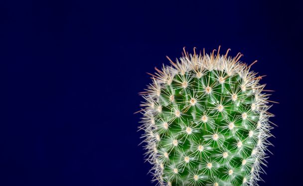 Cactus, fondo azul
 - Foto, imagen