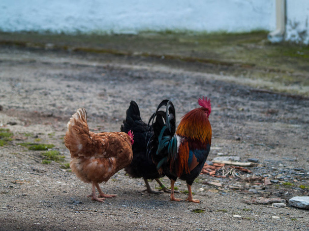  galinhas e galo em uma fazenda em Salamanca, Espanha
 - Foto, Imagem