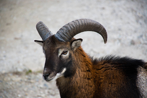 ram の mouflon の肖像画 - 写真・画像