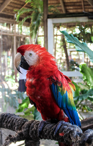 Krásný portrét velký papoušek - Fotografie, Obrázek