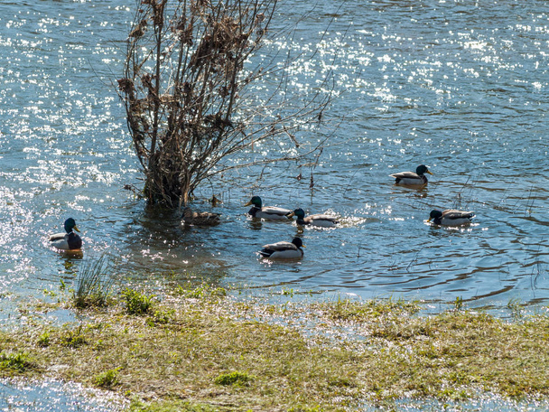 Mallard ducks (Anas platyrhynchos) swimming in the water in a river          - Photo, Image