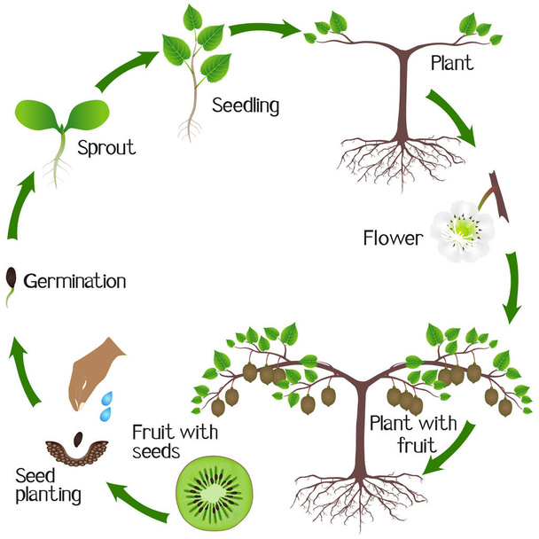 Een groeicyclus van een plant kiwi's op een witte achtergrond. - Vector, afbeelding