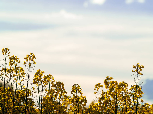 ріпакової області цвітіння (Brassica napus) навесні в Саламанки для виробництва ріпакової олії та біодизеля - Фото, зображення