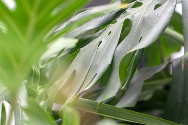 houseplant palm. green leafs of monstera indoors. tropical plants. - Fotografie, Obrázek