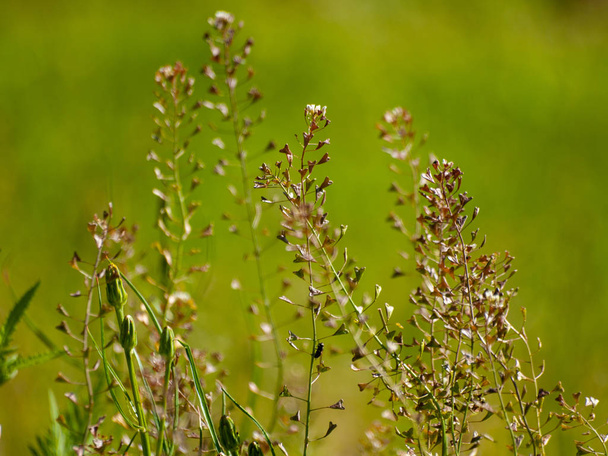 wildflowers on the field in Huerta ,Salamanca,Spain - Foto, Imagem