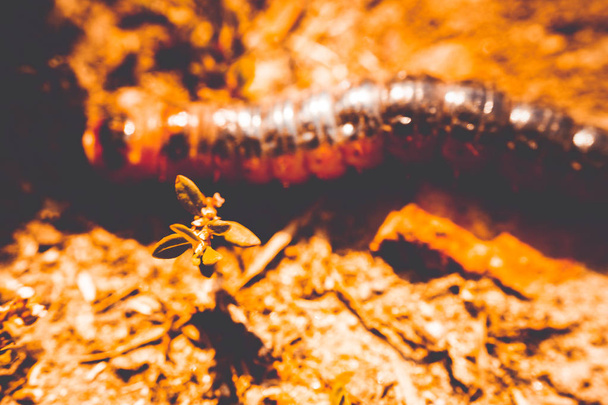 small red caterpillar - in the photo of nature - Photo, Image