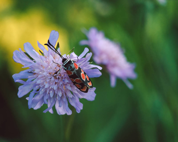 bug op een paarse bloem met groene achtergrond - Foto, afbeelding