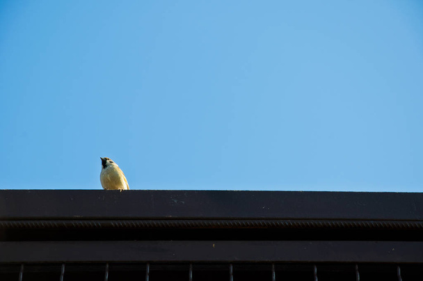 One small cute attentive bird with white feather sitting on black roof high on blue clear sky background sunny day outdoor, copy space - Photo, Image