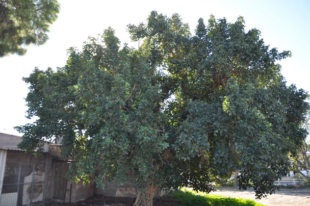 Güzel Ficus Sycomorus tarım arazisi içinde - Fotoğraf, Görsel