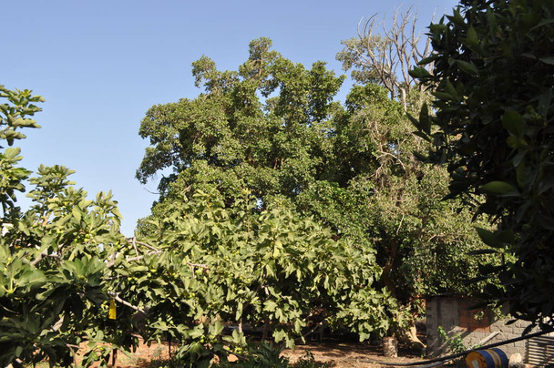 The beautiful Ficus Sycomorus in farmland - Photo, Image