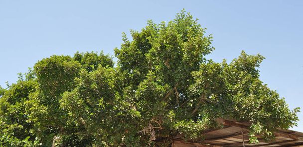 De prachtige Ficus Sycomorus in landbouwgrond - Foto, afbeelding