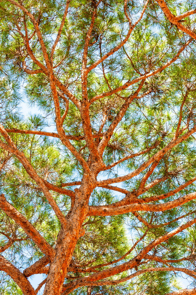 成長の枝針の豊かな常緑針葉樹マツ木の幹を下から見る - 写真・画像