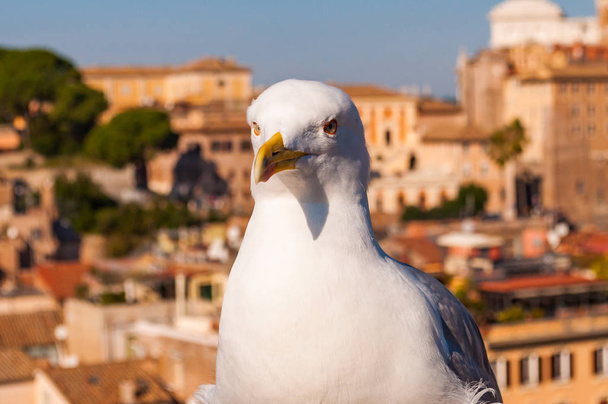 Close-up portrait of white Seagull sitting on the roof. The Larus Argentatus or the European herring gull, seagull is a large gull up to 65 cm long - Fotografie, Obrázek