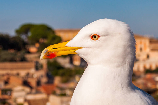 Close-up portrait of white Seagull sitting on the roof. The Larus Argentatus or the European herring gull, seagull is a large gull up to 65 cm long - Fotó, kép