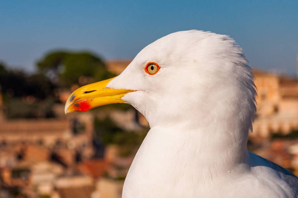 Close-up portrait of white Seagull sitting on the roof. The Larus Argentatus or the European herring gull, seagull is a large gull up to 65 cm long - Foto, immagini