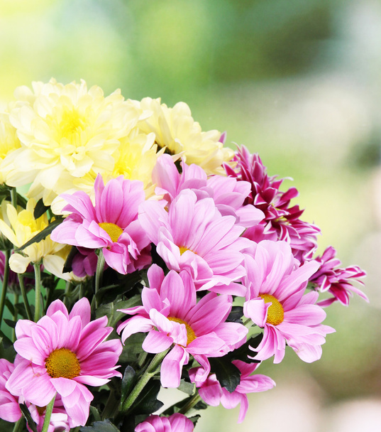 Bouquet of beautiful chrysanthemums on bright background - Фото, зображення