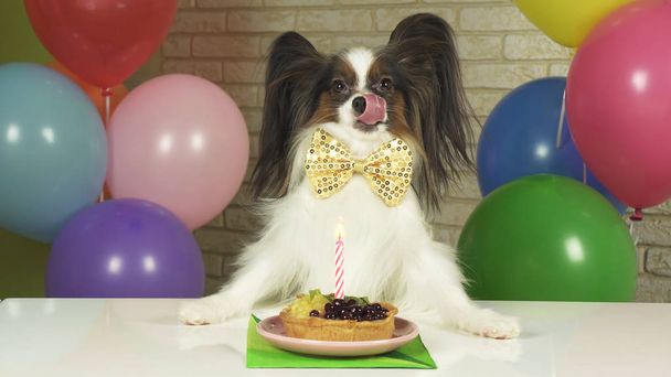Fancy Dog Papillon comiendo pastel de cumpleaños con vela
 - Foto, imagen