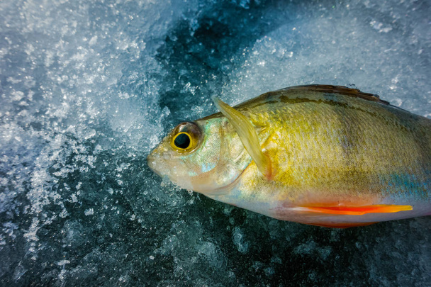 winter fishing from ice - Photo, Image