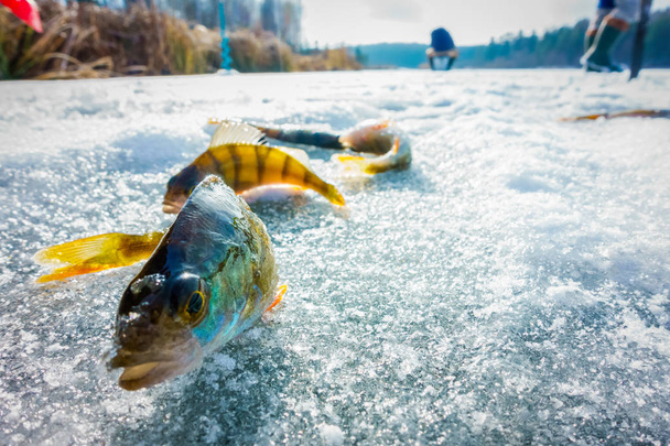 Χειμερινό ψάρεμα από πάγο - Φωτογραφία, εικόνα
